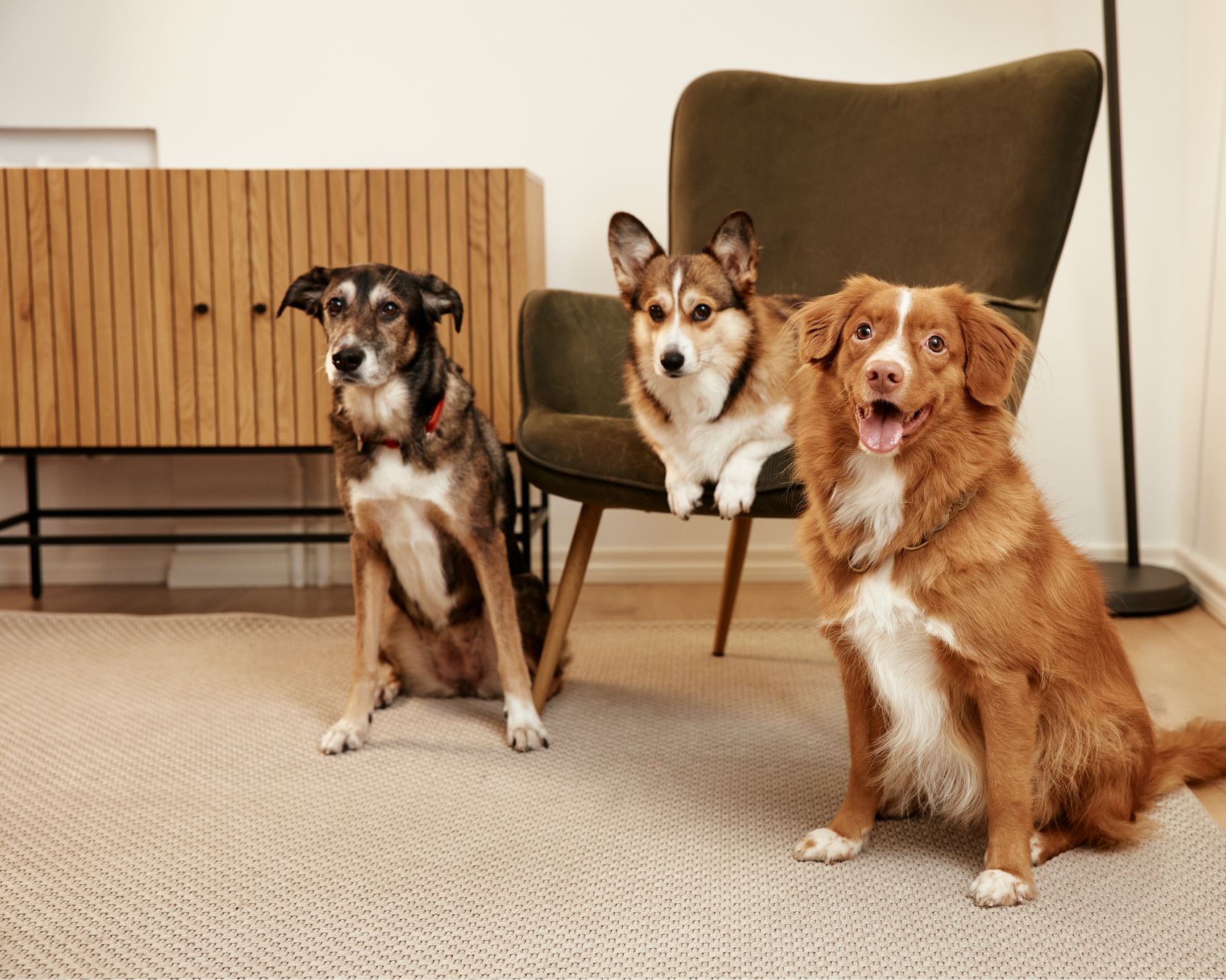 Dogs